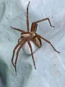 Nursery Web spider Photo: Louanne Nielsen