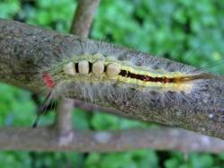 White-Marked Tussock Moth Photo: Charlie Schwarz