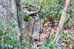 Winter cat Photo: Marion Simao
