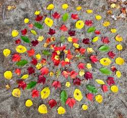 Woods mandala Photo: Michelle H. Wainer