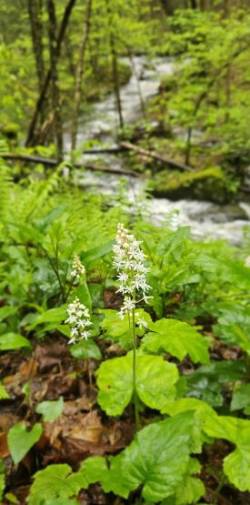 Foamflower Photo: Tammis Coffin