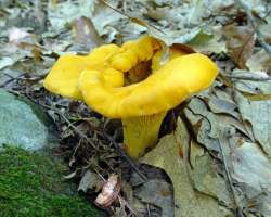 Chanterelle Photo: Sheri Larsen