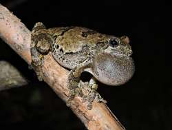 Gray treefrog Photo: Tami Gingrich