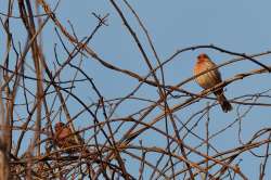 House finch Photo: Ross Lanius