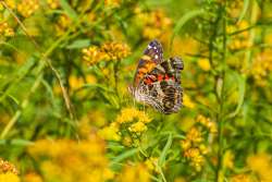 Lady butterfly Photo: Jen Chase