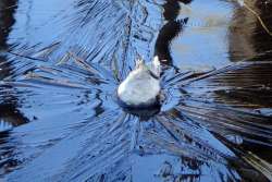 Beaver pond ice Photo: Geoffrey Bluh