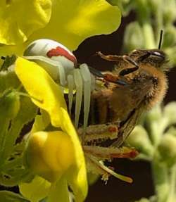 bee Photo: Penelope Harris