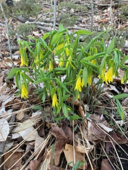 Bellwort flowers Photo: Bruce K. Flewelling