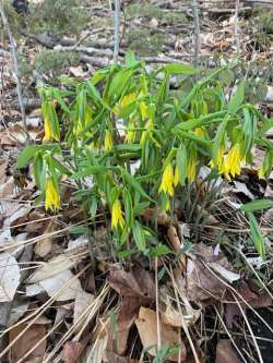 Bellwort flowers Photo: Bruce K. Flewelling