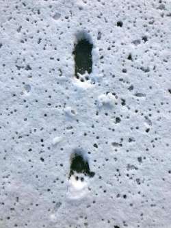 Bobcat sliding Photo: Kirk Gentalen