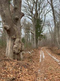 Oak Burl Photo: Larry Davis