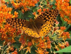 Butterflies Photo: Karen Goulet