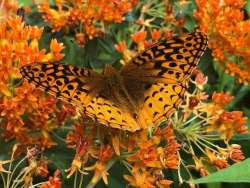 Butterflies Photo: Karen Goulet