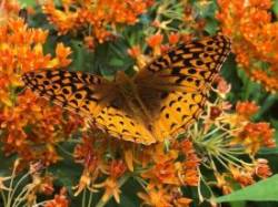Butterflies Photo: Karen Goulet