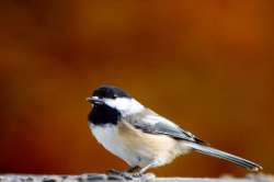 Chickadee Photo: Ken Hatch