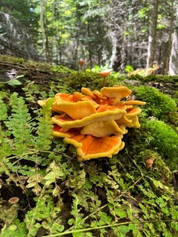 Chicken in the woods Photo: Sandy Dannis