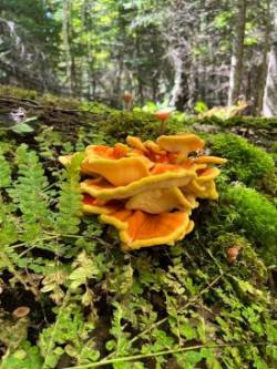 Chicken in the woods Photo: Sandy Dannis