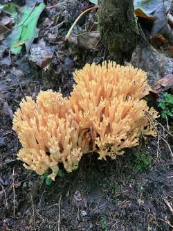 Mushrooms Photo: Jane Schneider