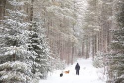 Winter walk Photo: Tom Grett
