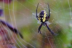 Garden spider Photo: Bonnie Honaberger