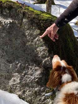 Glacial erratic Photo: AM Dannis