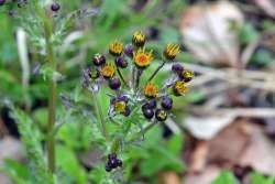 Ragwort Photo: Judy Sweet