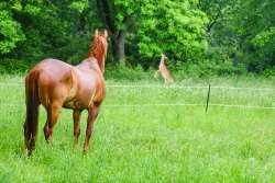 Horse Photo: Tom Grett