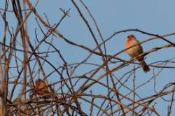House finch Photo: Ross Lanius