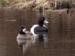 Lesser scaup Photo: Charlie Schwarz