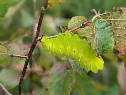 Luna moth caterpillar Photo: Jack Nelson