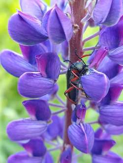 Lupine Photo: Nickolay Burnin