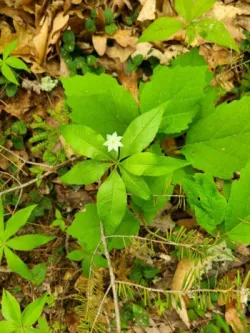 Starflower Photo: Stephen Fox