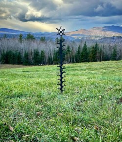 November backyard Photo: Sandy Dannis