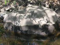 Shadows Photo: Pam Landry