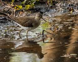 Sandpiper Photo: Larry Litke