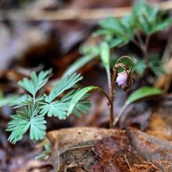 Squirrel corn Photo: Sandy Dannis