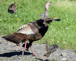 Turkey hen Photo: Lonnie Jandreau