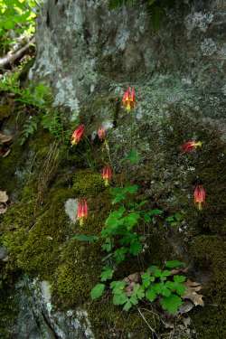 Columbine Photo: Jeff Carmichael