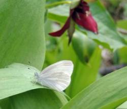 White Butterfly Photo: Tami A Gingrich
