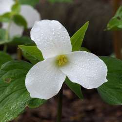 Trillium Photo: Charlie Schwarz