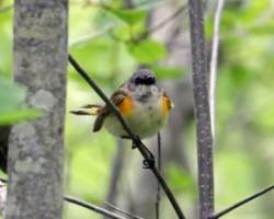 American redstart Photo: Sheri Larsen