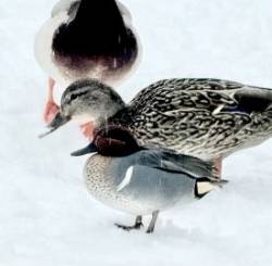 Teal mallards Photo: David Nallett