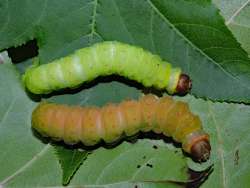 Caterpillars Photo: Tami Gingrich