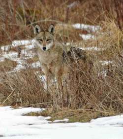 Coyote Photo: Kirk Gentalen