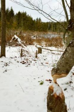 Beaver tree Photo: Ken Hatch