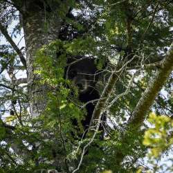 Black bear cubs Photo: Sandy Dannis