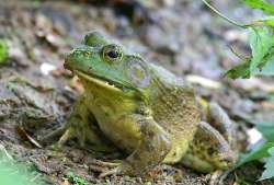 Bullfrog Photo: Tom Grett