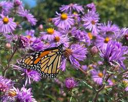 Butterfly on aster Photo: Sheri Larsen