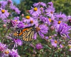 Butterfly on aster Photo: Sheri Larsen