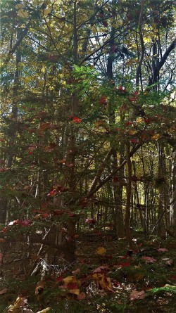 Christmas Tree Photo: Cheri Birch